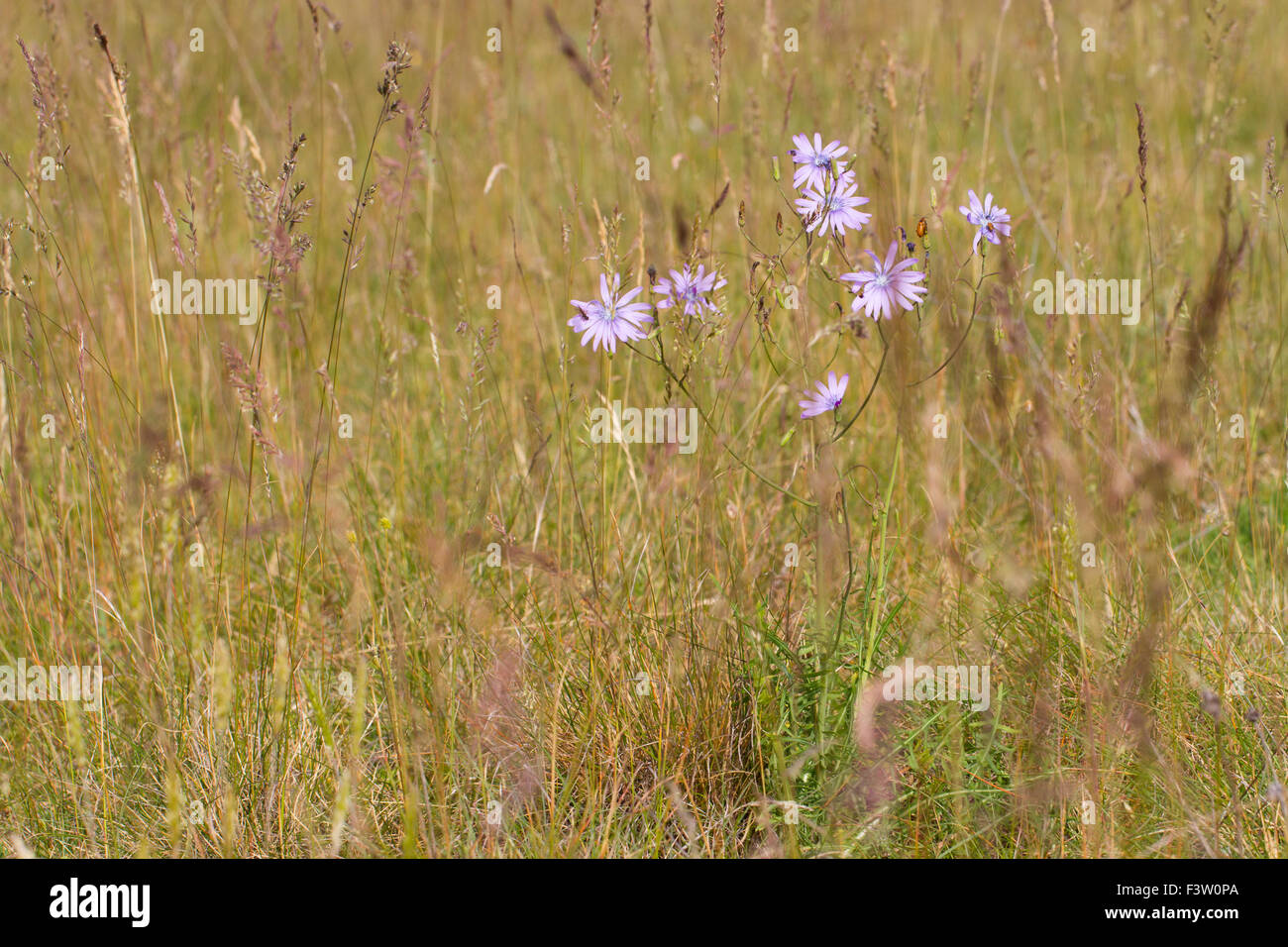 Blue Mountain ou la laitue (Lactuca perennis) floraison des plantes dans un pré de foin. Sur le Causse de Gramat, Lot, France. Mai. Banque D'Images
