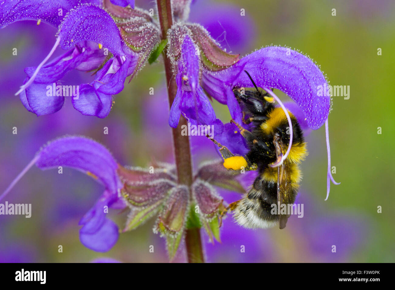 Les bourdons (Bombus hortorum jardin) travailleur adulte se nourrissant sur une prairie Clary (Salvia pratensis) fleur. La France. Banque D'Images