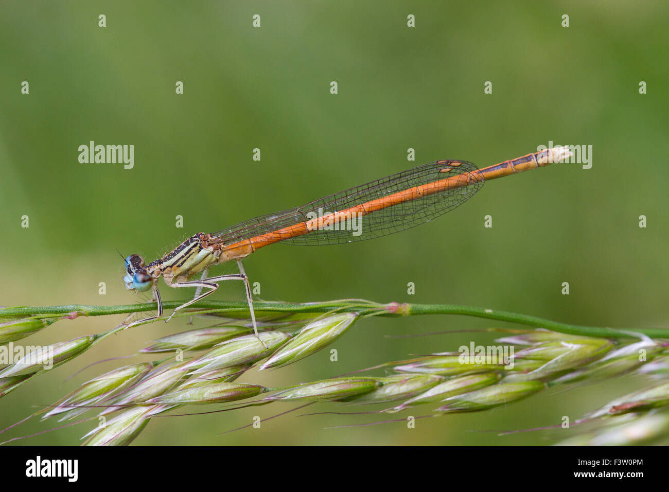 Orange Blanc-pattes Platycnemis acutipennis (Demoiselle) mâle adulte sur une herbe flowerstalk. Lot Région, France. Mai. Banque D'Images