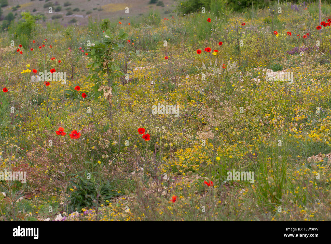 Fleurs sauvages, y compris le maïs, de pavot, de la moutarde et du rein Buckler Vesce de floraison. Causse de Gramat, Lot, France. Mai. Banque D'Images