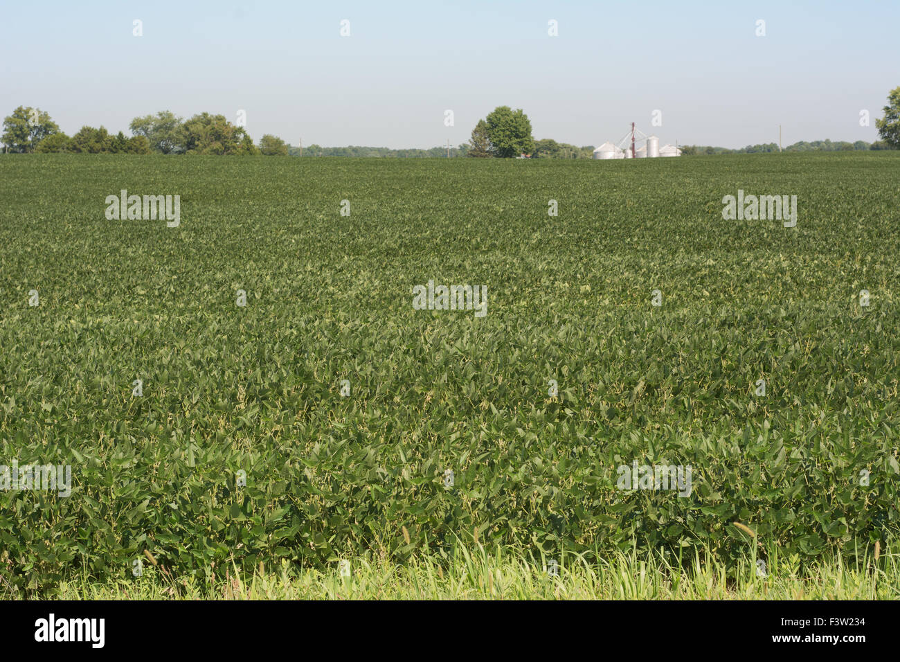 La culture du soja dans le Maryland, l'agriculture saine et nutritive Banque D'Images