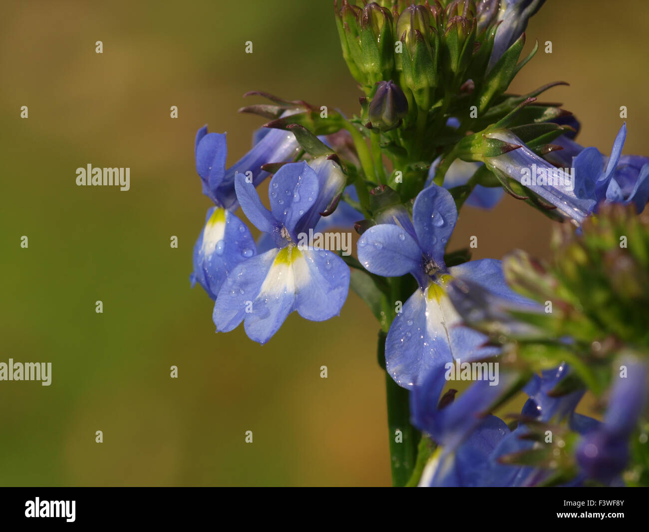 Lobelia Banque D'Images