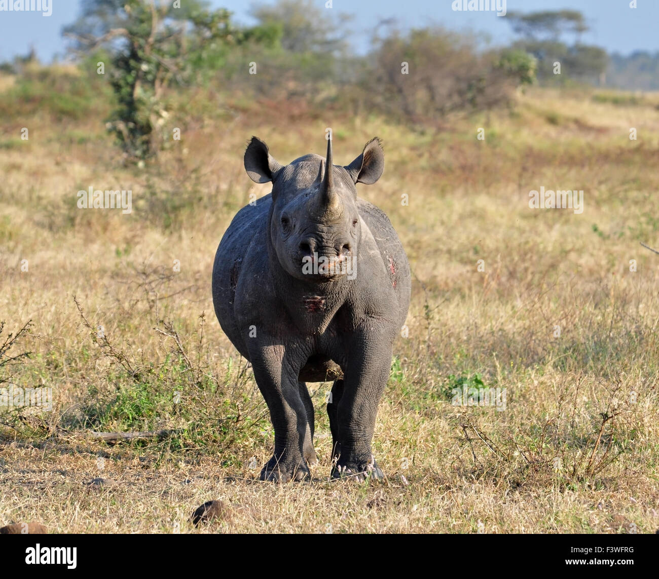 Big Five Afrique : Rhinocéros noir Banque D'Images