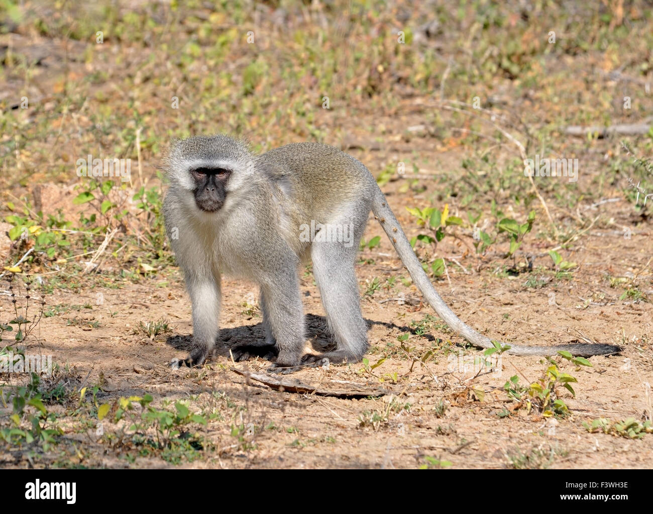 Singe vervet Banque D'Images