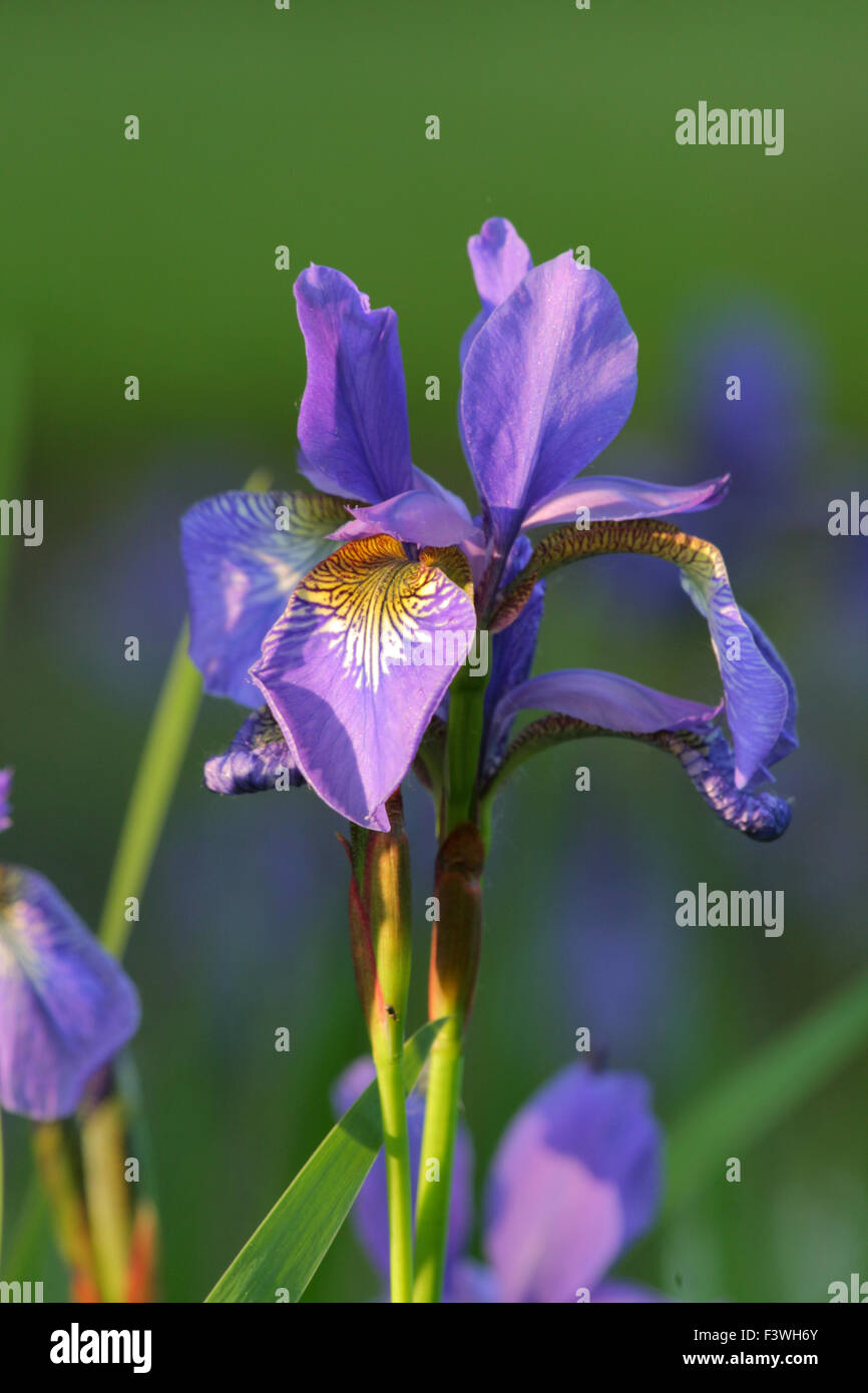 Iris colorés au parc Banque D'Images