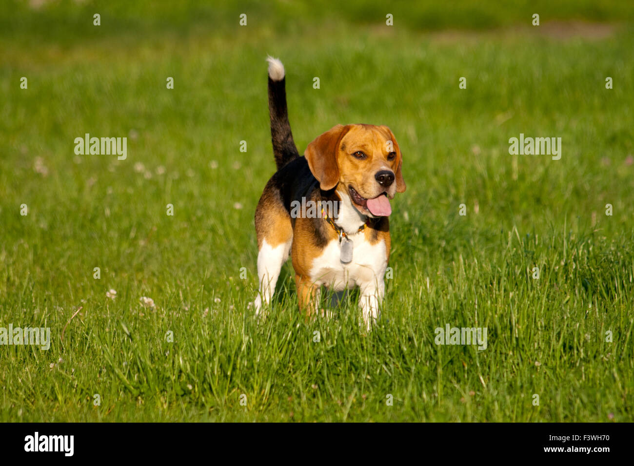 Heureux chien beagle dans un parc Banque D'Images