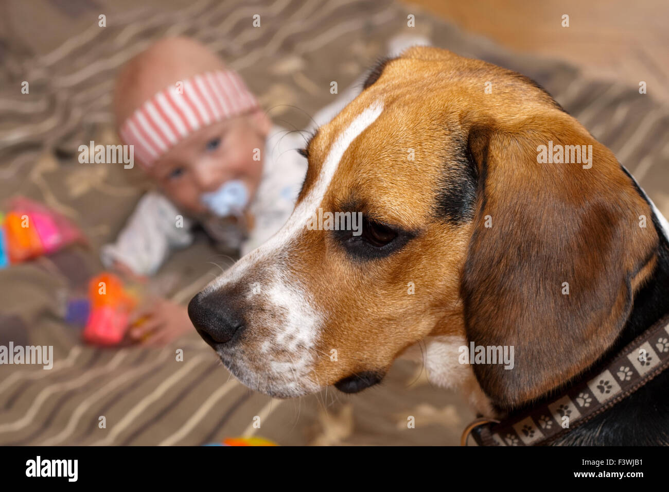 Bébé garçon joue avec un chien beagle Banque D'Images