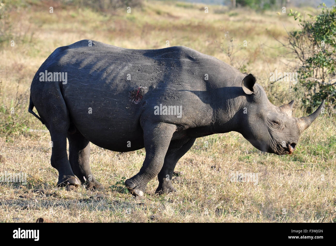 Big Five Afrique : Rhinocéros noir Banque D'Images