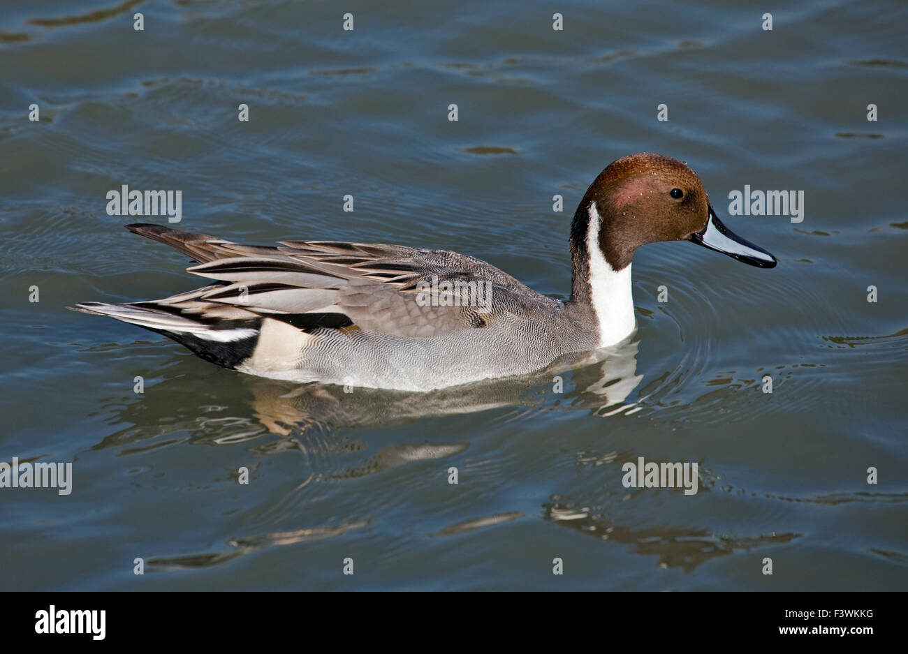 Le Canard pilet (Anas acuta) Banque D'Images