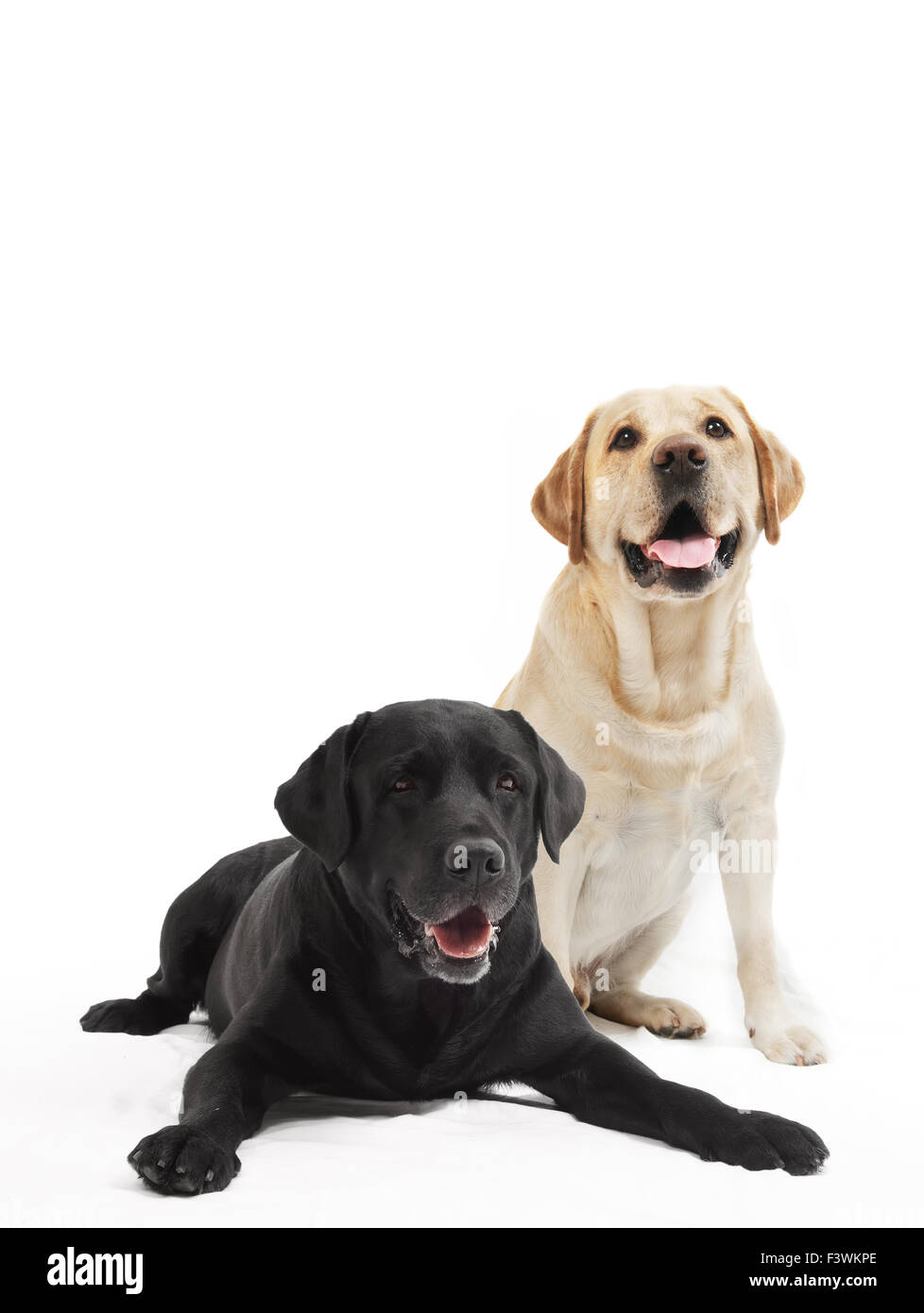 Deux chiens labrador retriever Banque D'Images