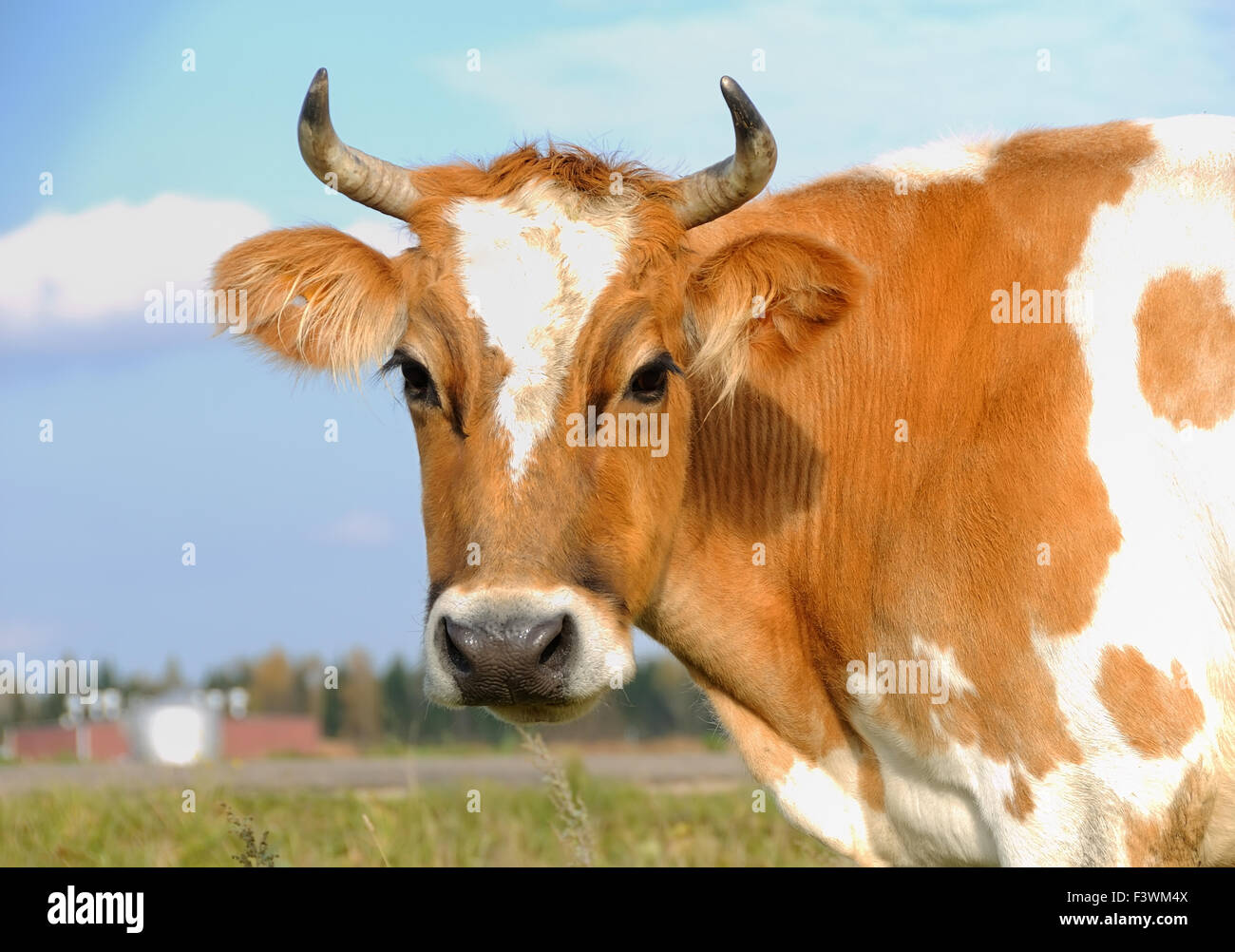 Les jeunes vaches à cornes sur la prairie Banque D'Images