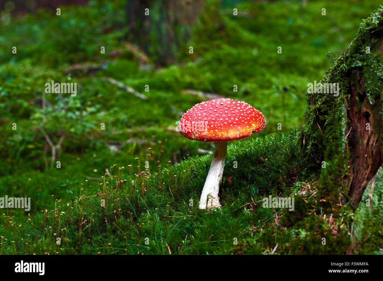 Toadstool Banque D'Images