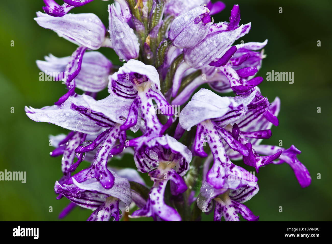 Orchidée militaire (Orchis militaris) Banque D'Images