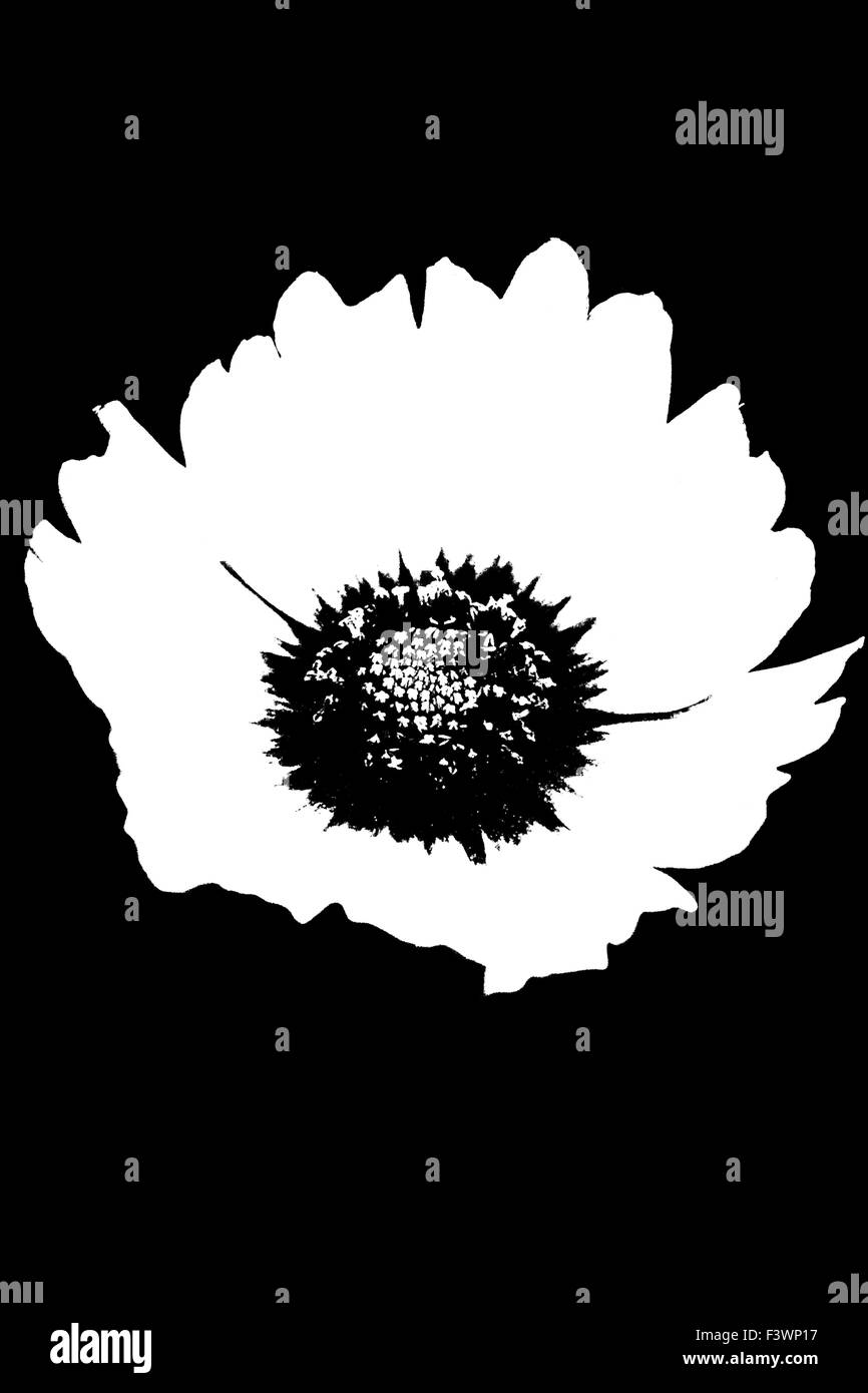 Ombre d'une inversion de type marguerite fleur sur fond noir Banque D'Images