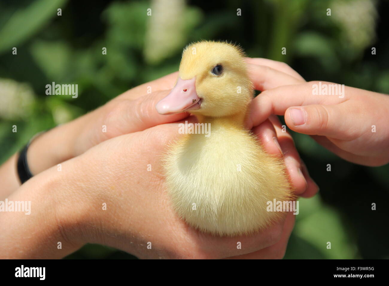 bébé canard Banque D'Images