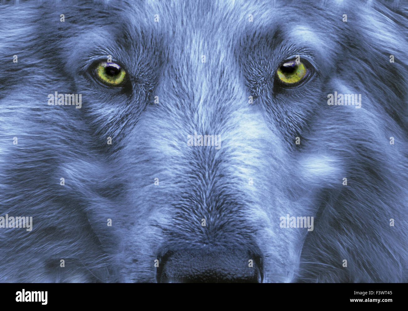 Loup En Vieux Français En 3 Lettres