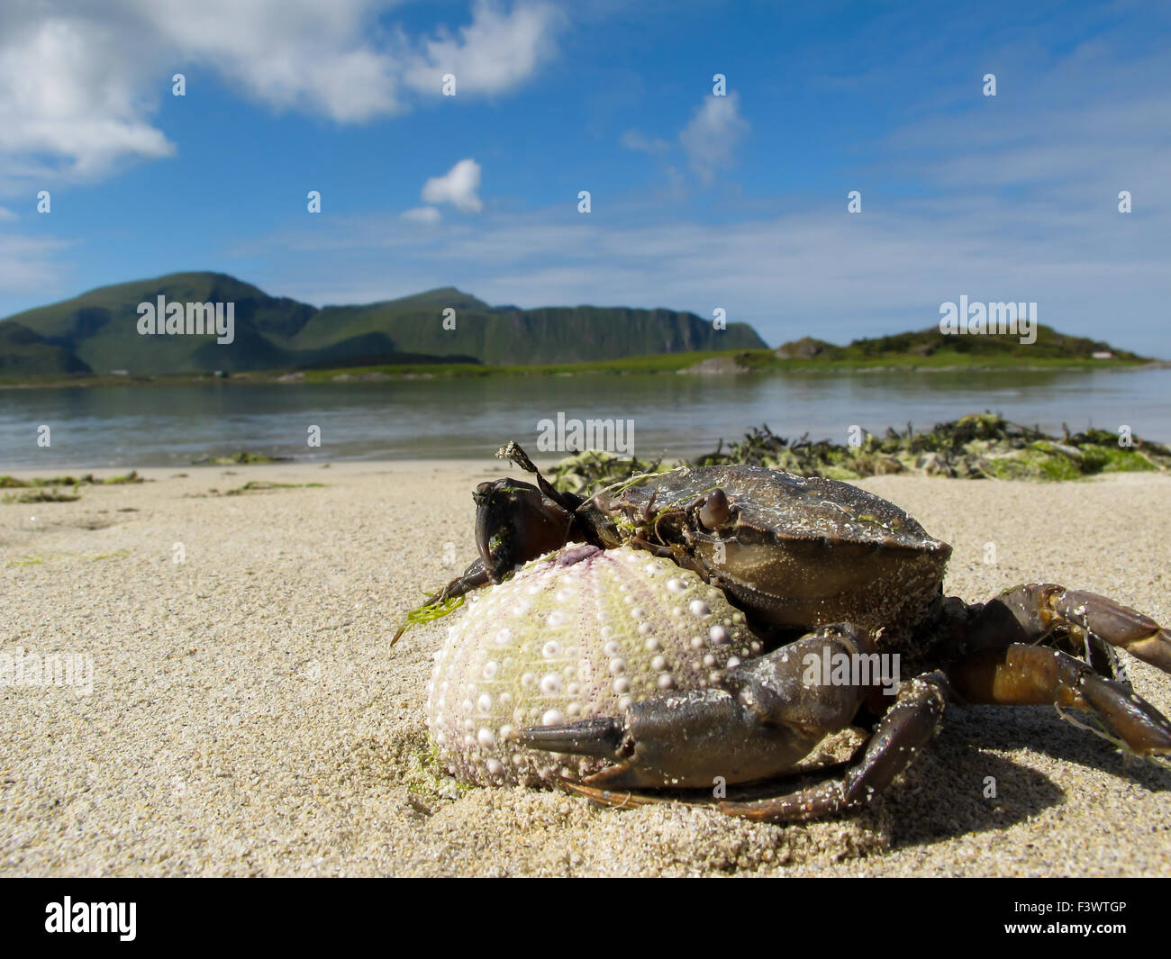 Gros crabe avec les oursins sur la plage Banque D'Images