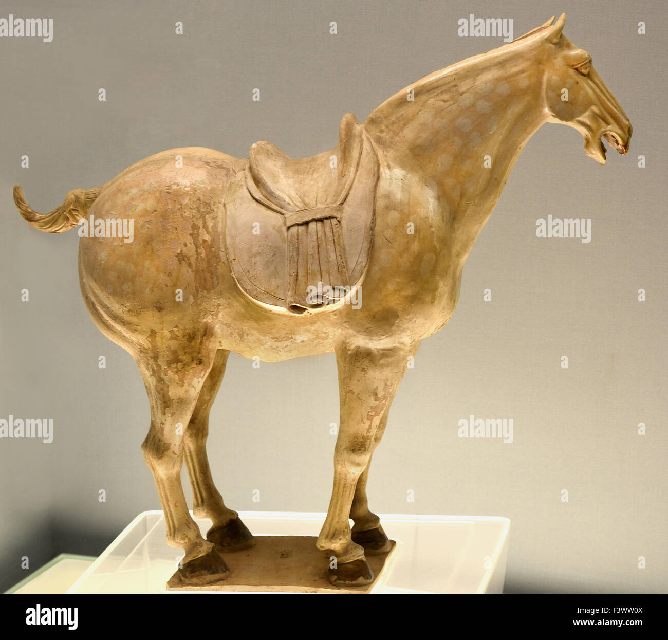 La poterie vernissée polychrome 618 - 907 Chevaux Tang Dynastie Han AD ( Musée de Shanghai de l'art chinois ancien ) Chine Banque D'Images