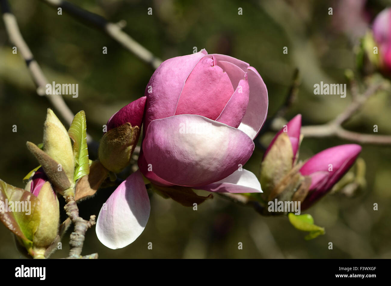 Magnolia blossom Banque D'Images