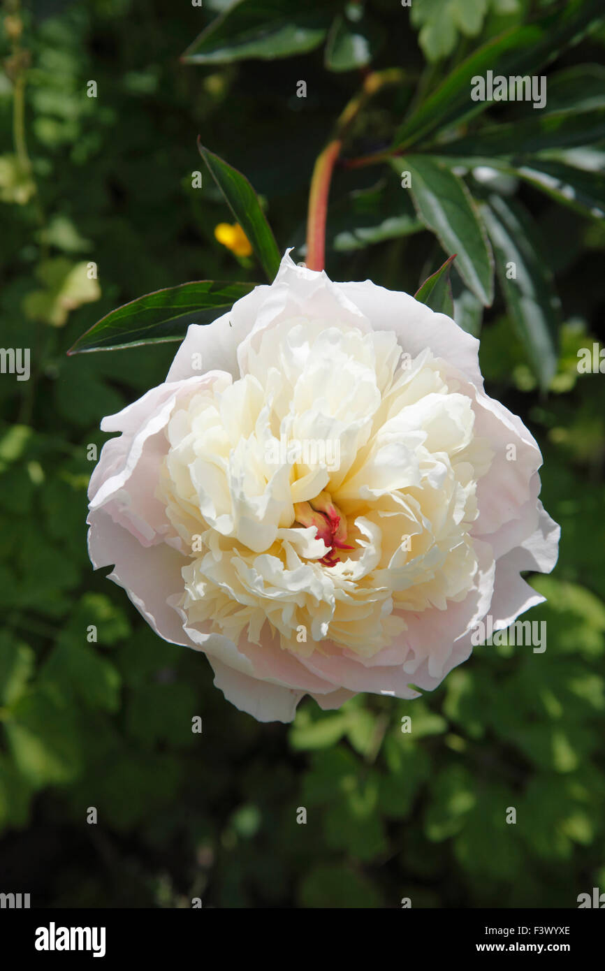 Paeonia Lactiflora 'Immaculee' close up of flower Banque D'Images