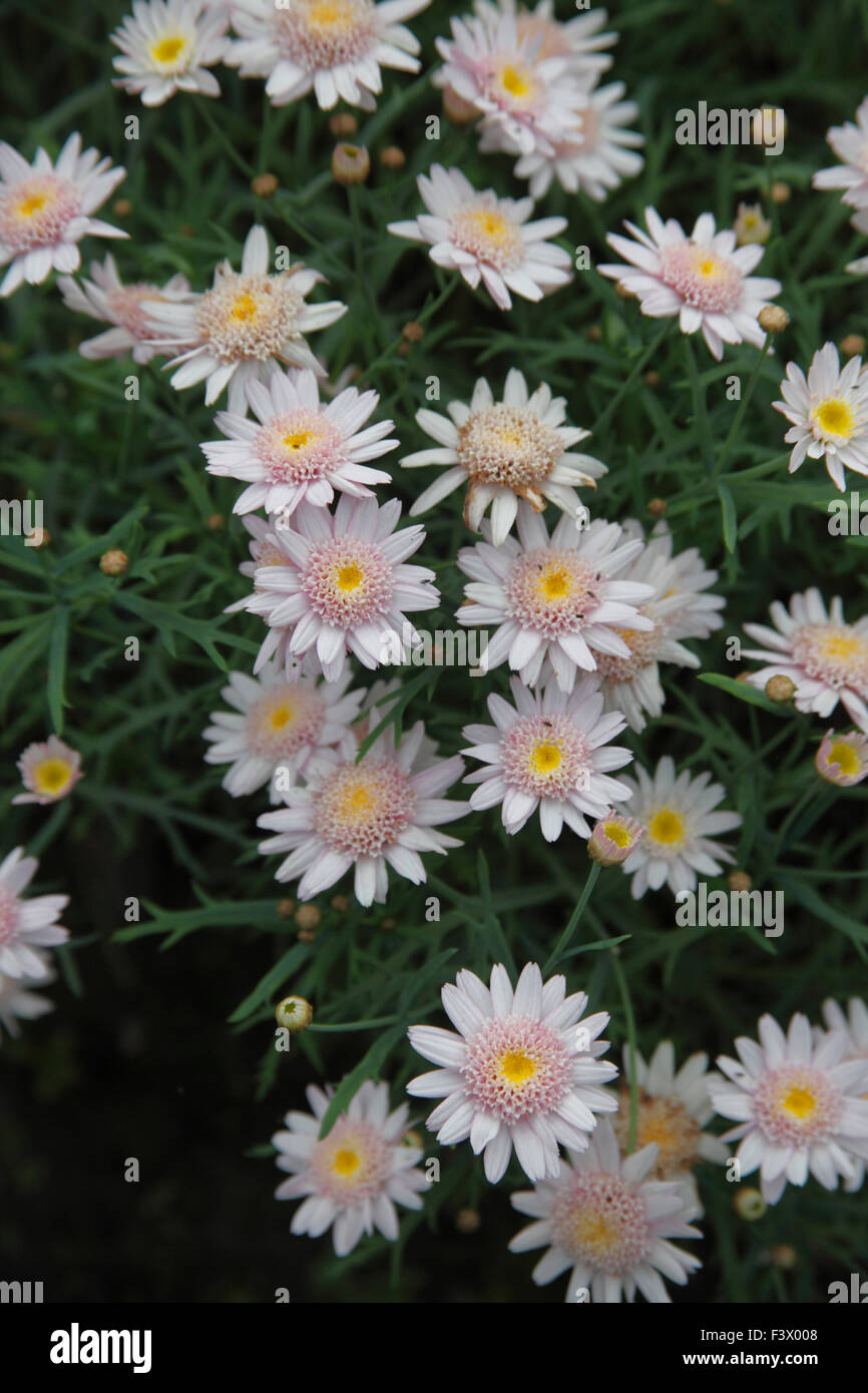 Agryanthemum frutescens cymbales rose clair 30 'Sun' plante en fleur Banque D'Images