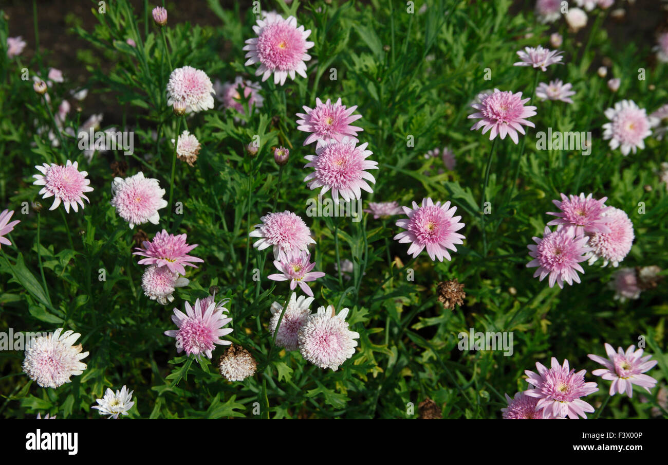 Agryanthemum «australienne Rose plante en fleurs" Banque D'Images