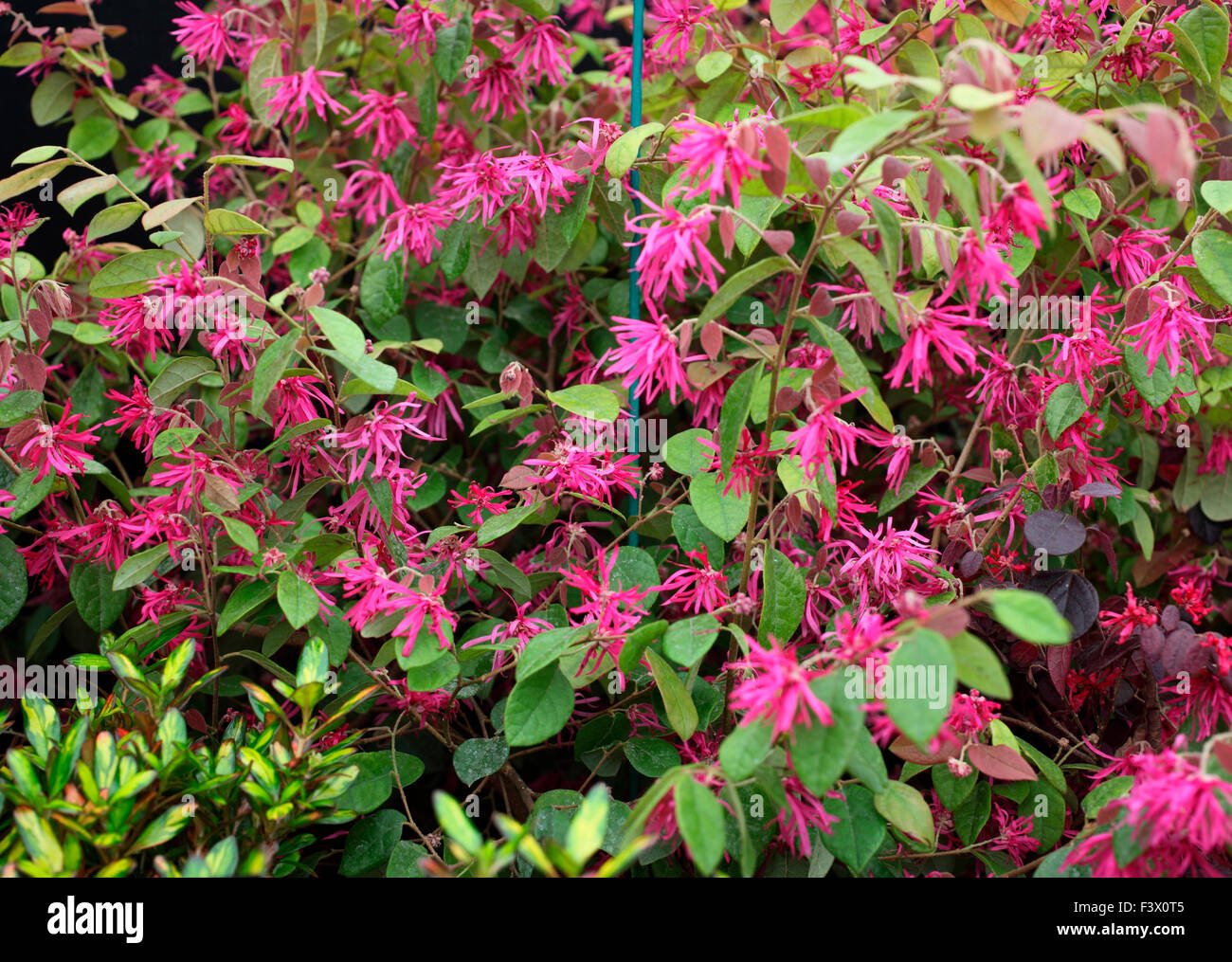 Loropetalum chinensis rubrum 'Blush' close up of flower Photo Stock - Alamy