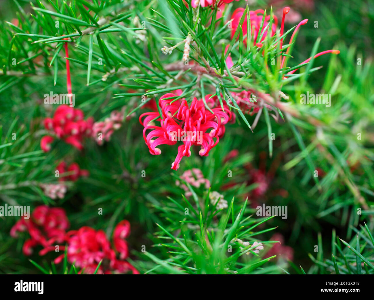 Loropetalum chinensis rubrum 'Blush' close up of flower Banque D'Images