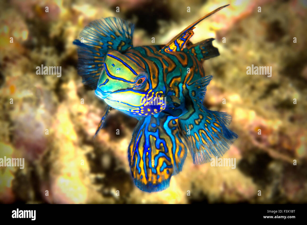 Le poisson mandarin mâle caméra approche Banque D'Images