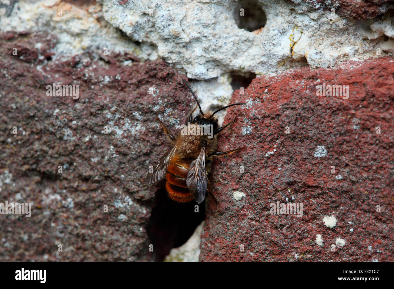 Osmia rufa bee maçonnerie sortant de trou dans mur de brique Banque D'Images