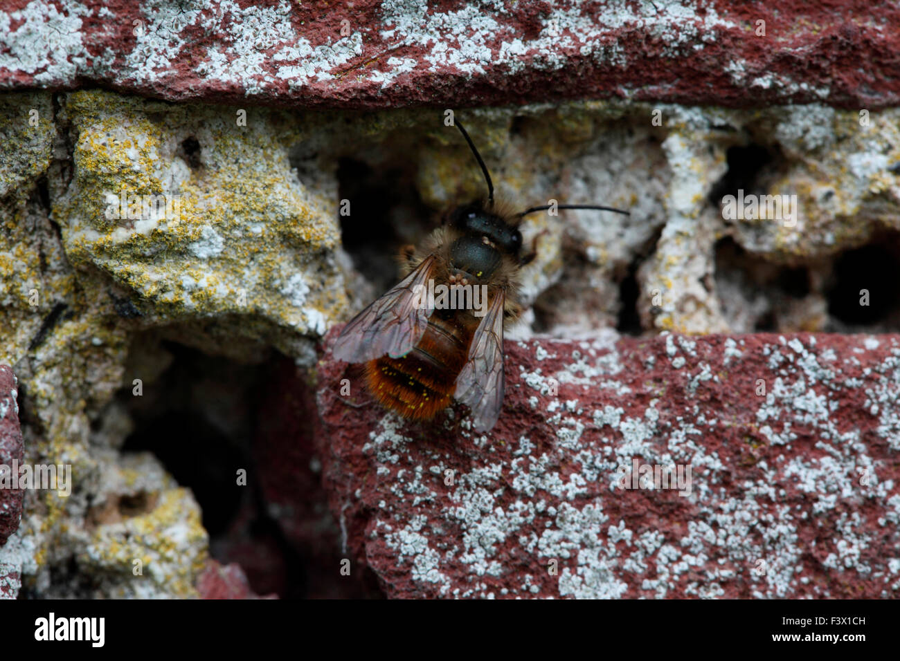 Osmia rufa à nid d'abeilles de maçonnerie mur en Banque D'Images