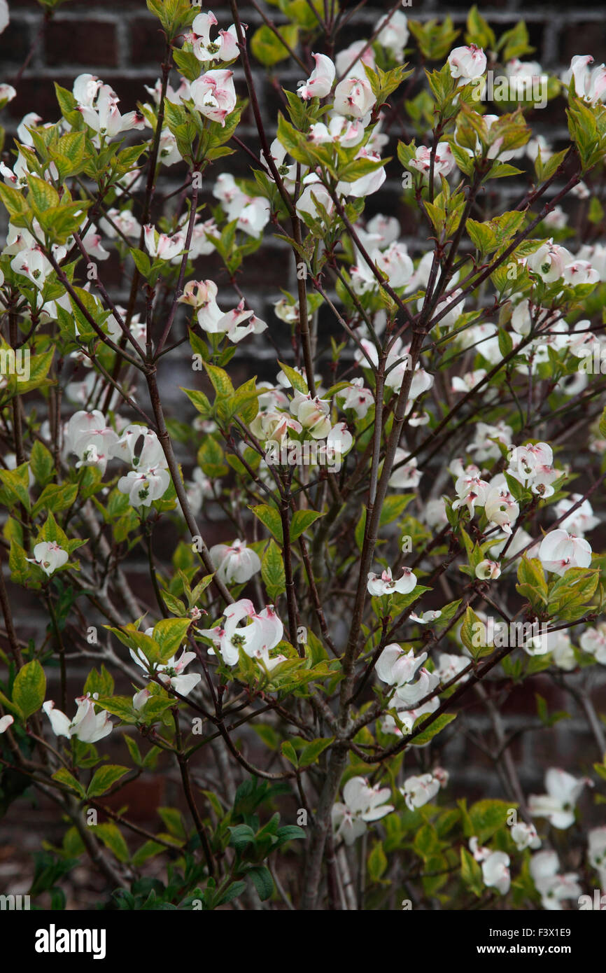 Cornus florida 'Rainbow' arbre dans la fleur Banque D'Images
