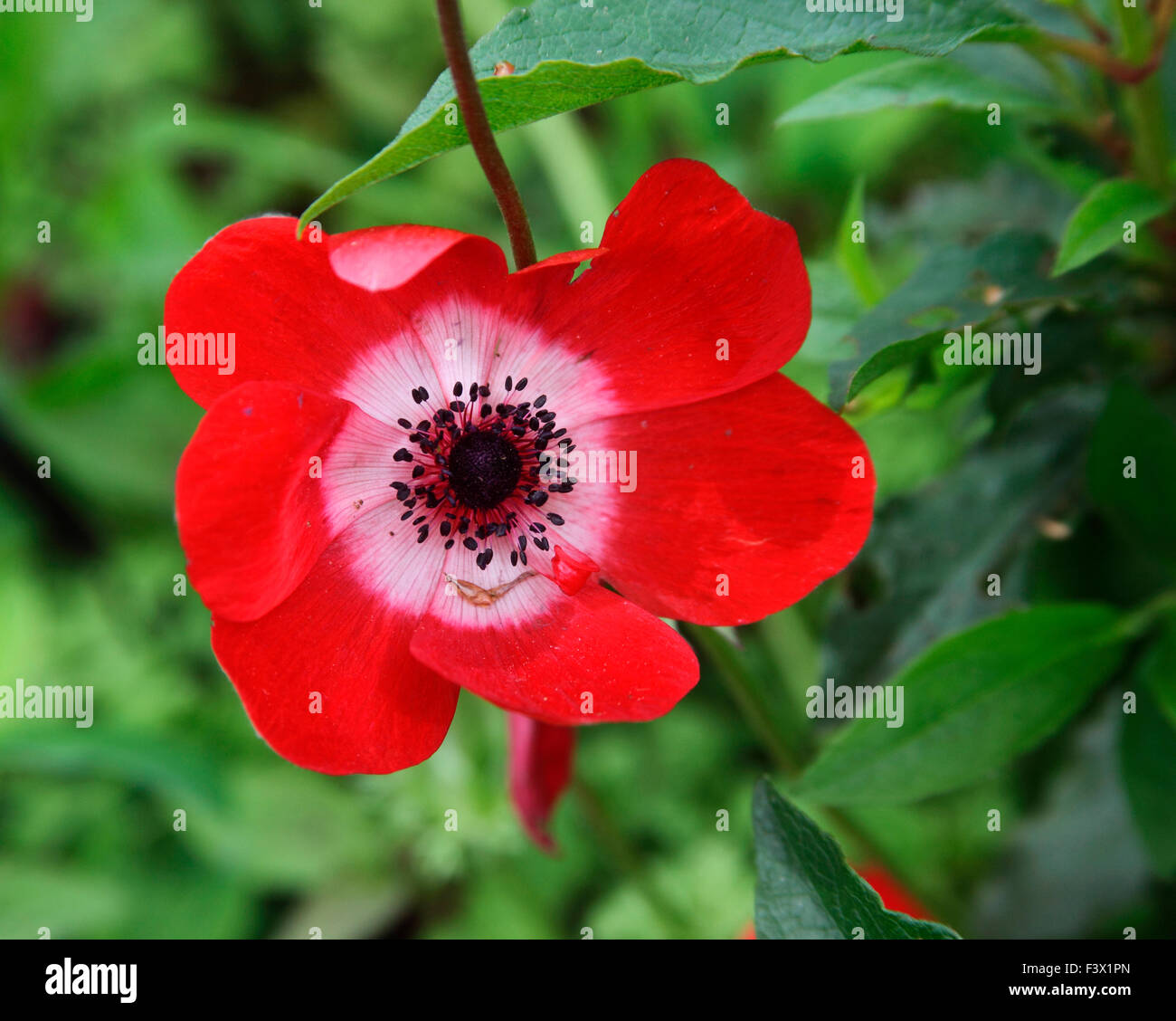 Anemone coronaria 'Hollandia' close up of flower Banque D'Images