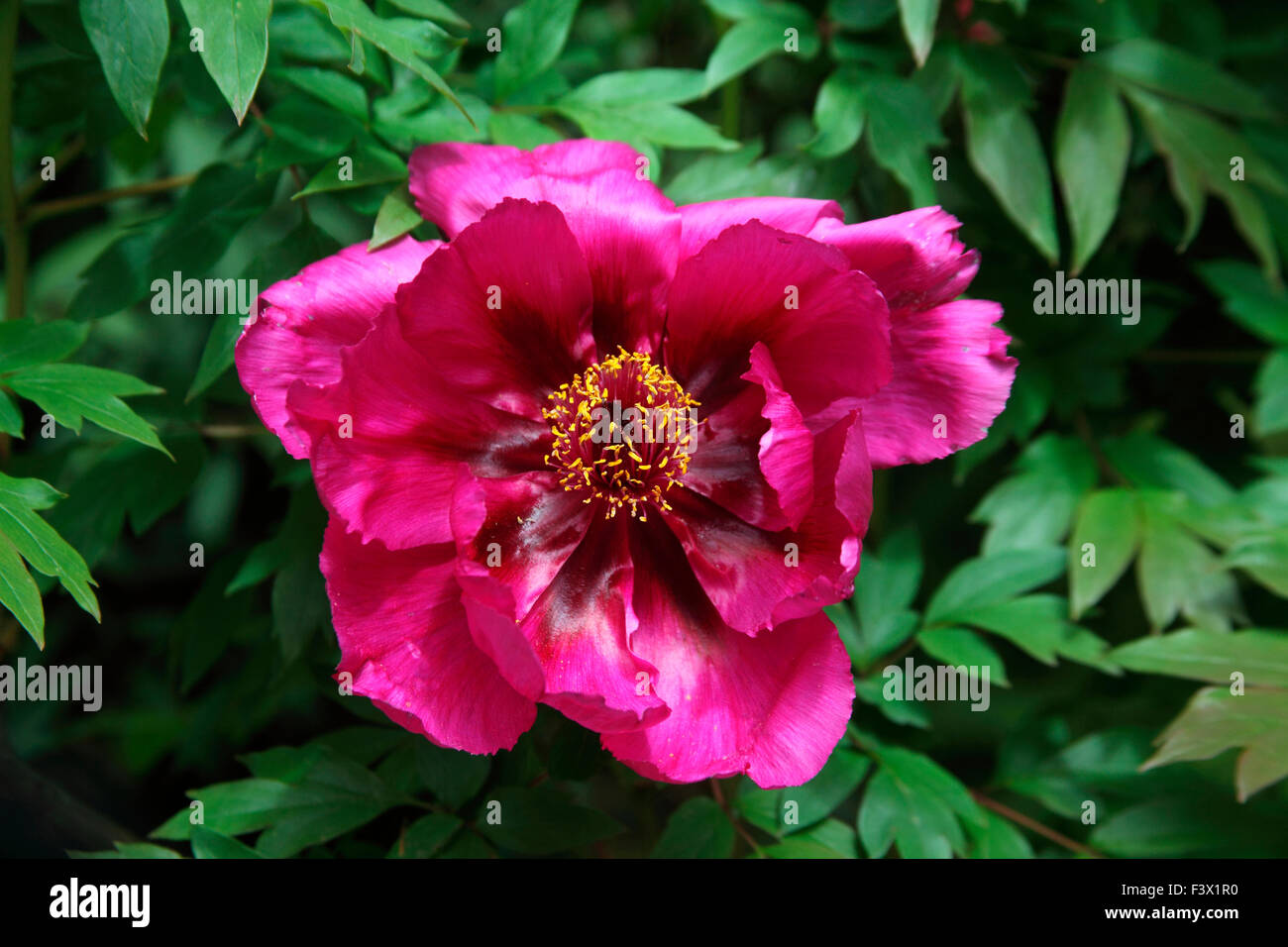 Paeonia suffruticosa close up of flower Banque D'Images