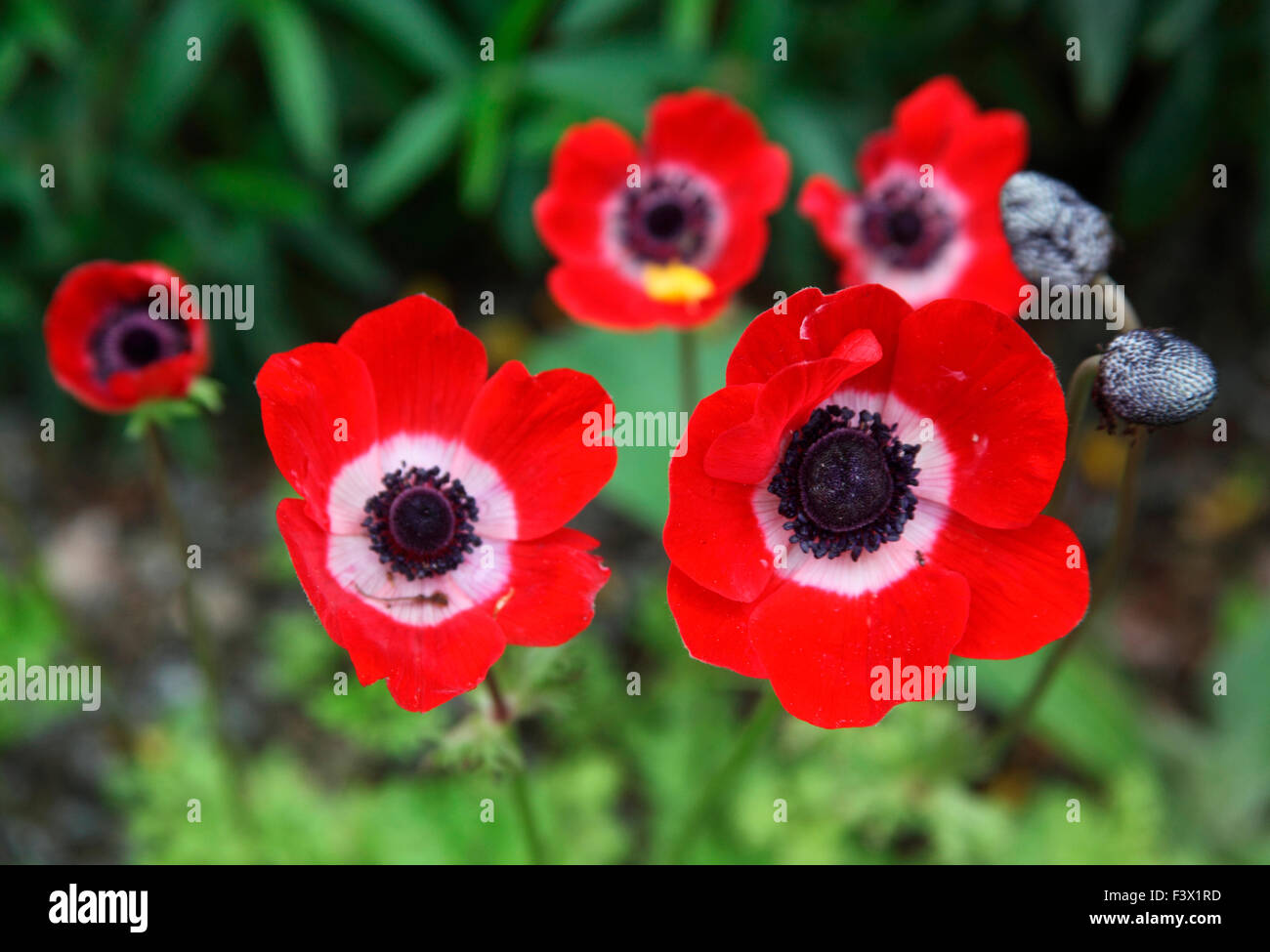 Anemone coronaria 'Hollandia' plante en fleur Banque D'Images