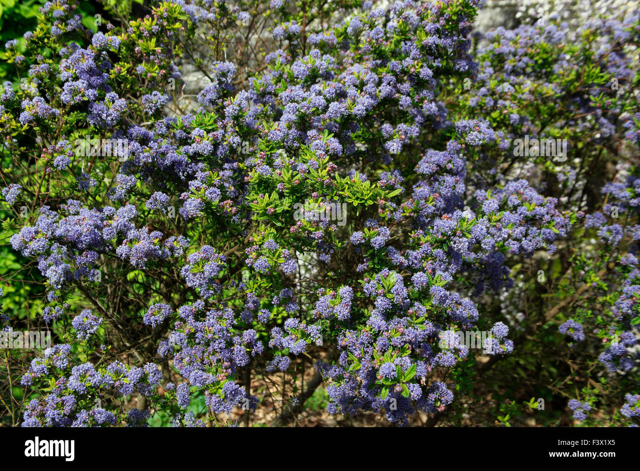 Ceonothus 'Puget Blue' arbuste en fleurs Banque D'Images