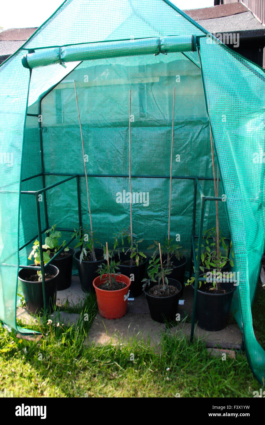 Lycopersicon esculentum Tomate plantes croissant dans de petites émissions de portable Banque D'Images