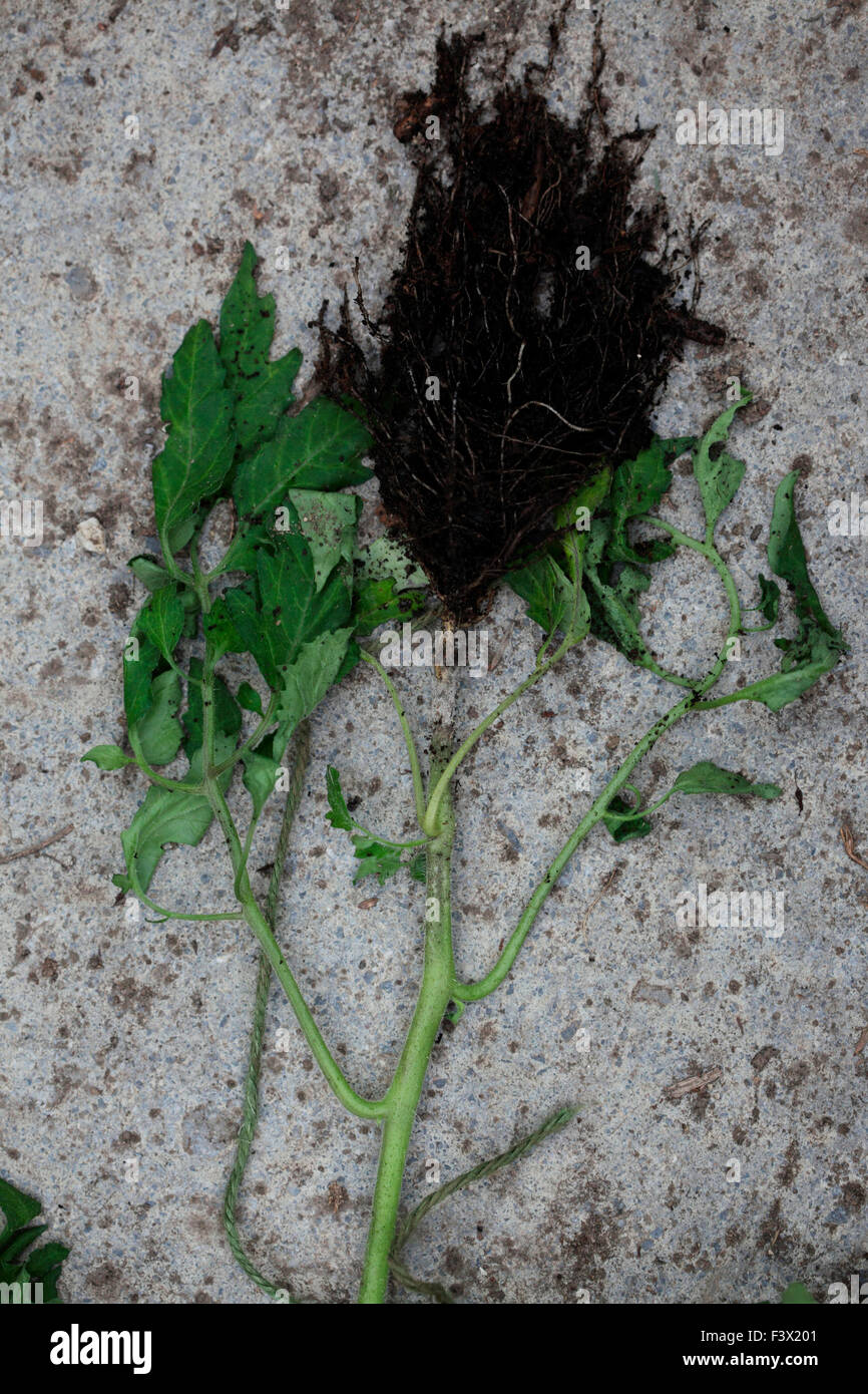 Pied pourriture sur jeune plant de tomate mycélium blanc ceinture la tige et les feuilles se flétrissent Banque D'Images