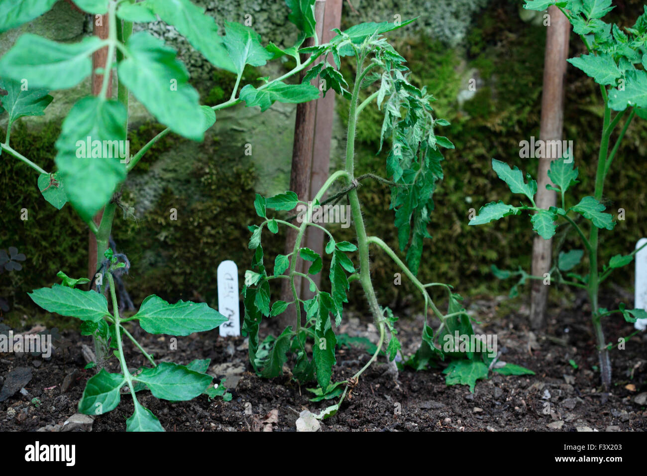 Pied pourriture provoque un flétrissement soudain dans la plante de tomate Banque D'Images