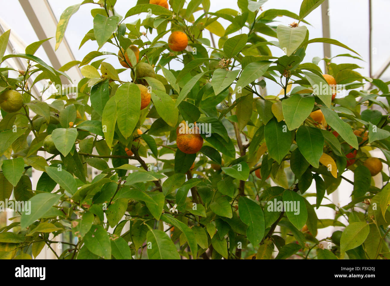 Aurantica agrumes orange de Séville avec des fruits de l'arbre Banque D'Images