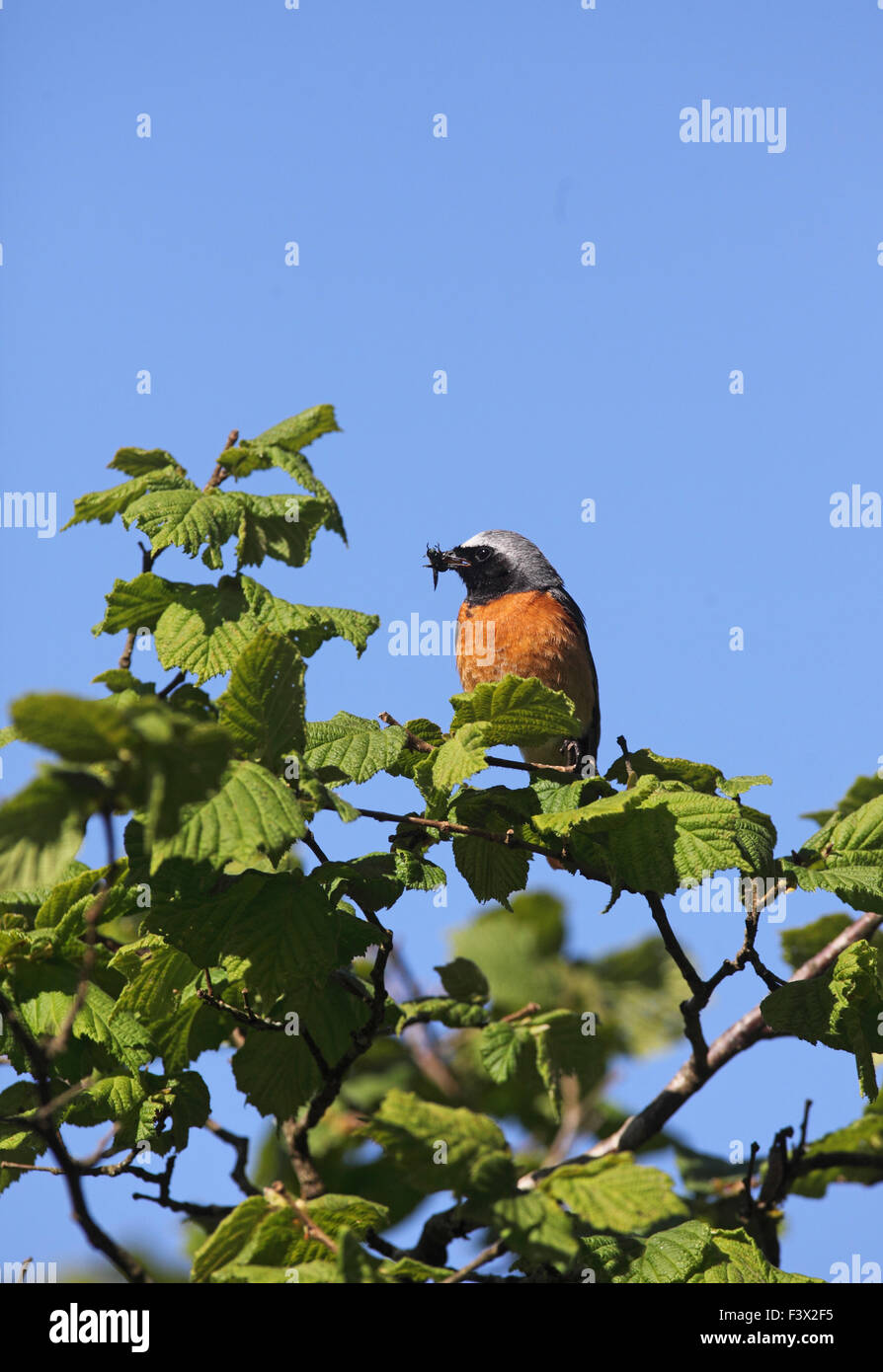 Homme percher sur hazel branche avec bec plein de mouches sur un fond de ciel bleu. Carmarthenshire Juin 2015 Banque D'Images