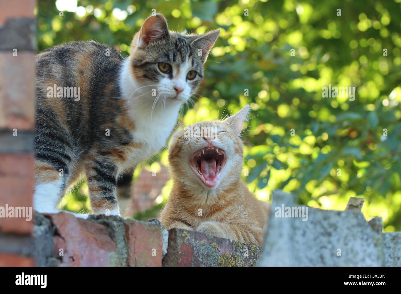 chats Banque D'Images