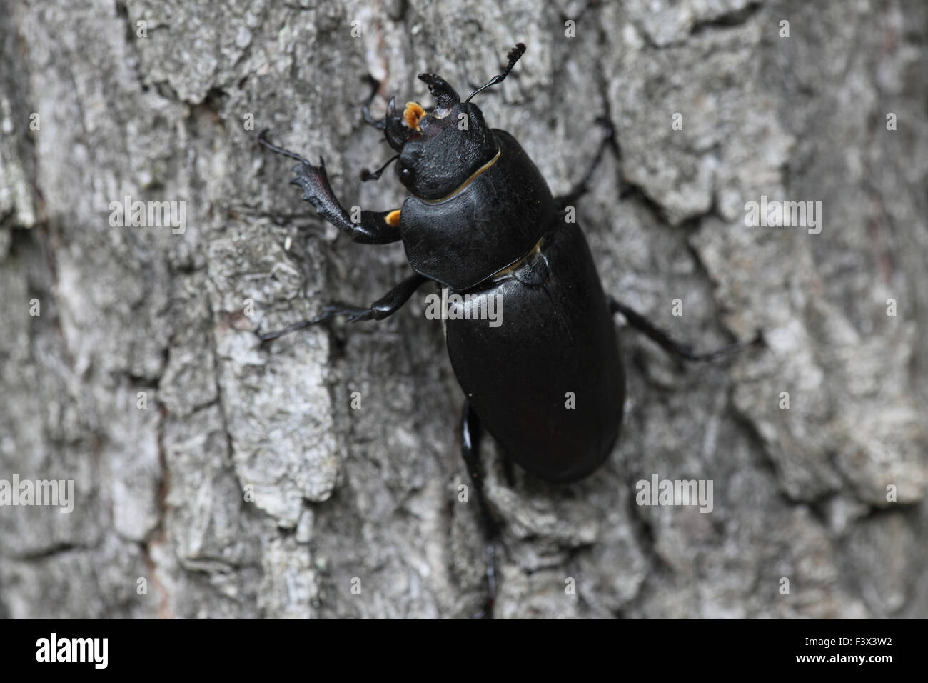 Stag beetle femelle sur oak tree retour voir Hongrie Juin 2015 Banque D'Images