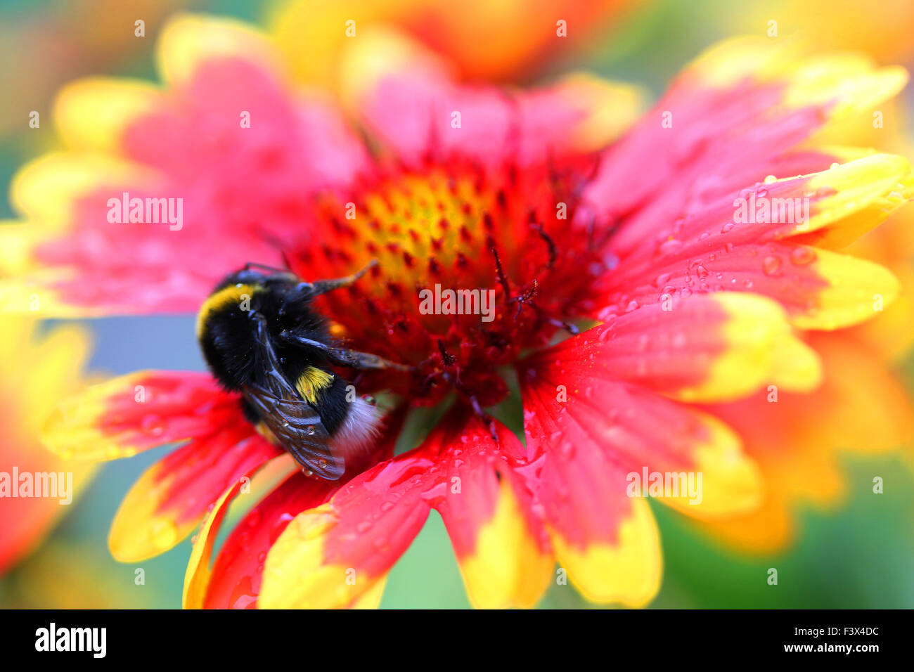 abeille sur une fleur Banque D'Images