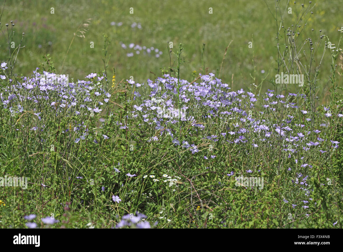 Plantes en fleur sur colline Hongrie Juin 2015 Banque D'Images