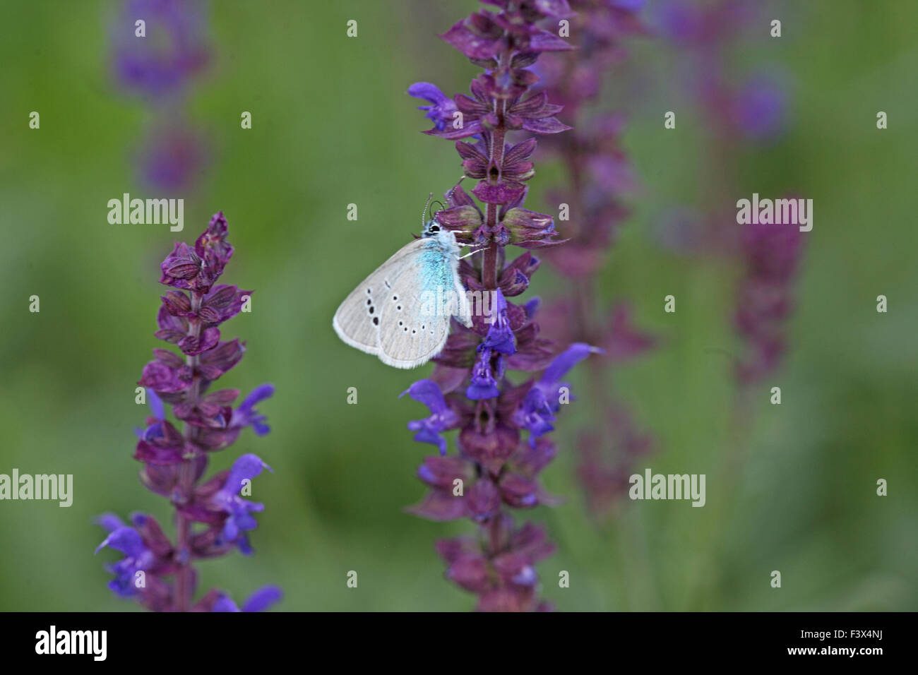 Se nourrir de la sauge sauvage Hongrie Juin 2015 Banque D'Images