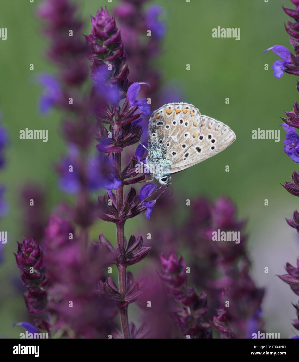 Alimentation mâle sur ailes sauge sauvage Hongrie fermé Juin 2015 Banque D'Images