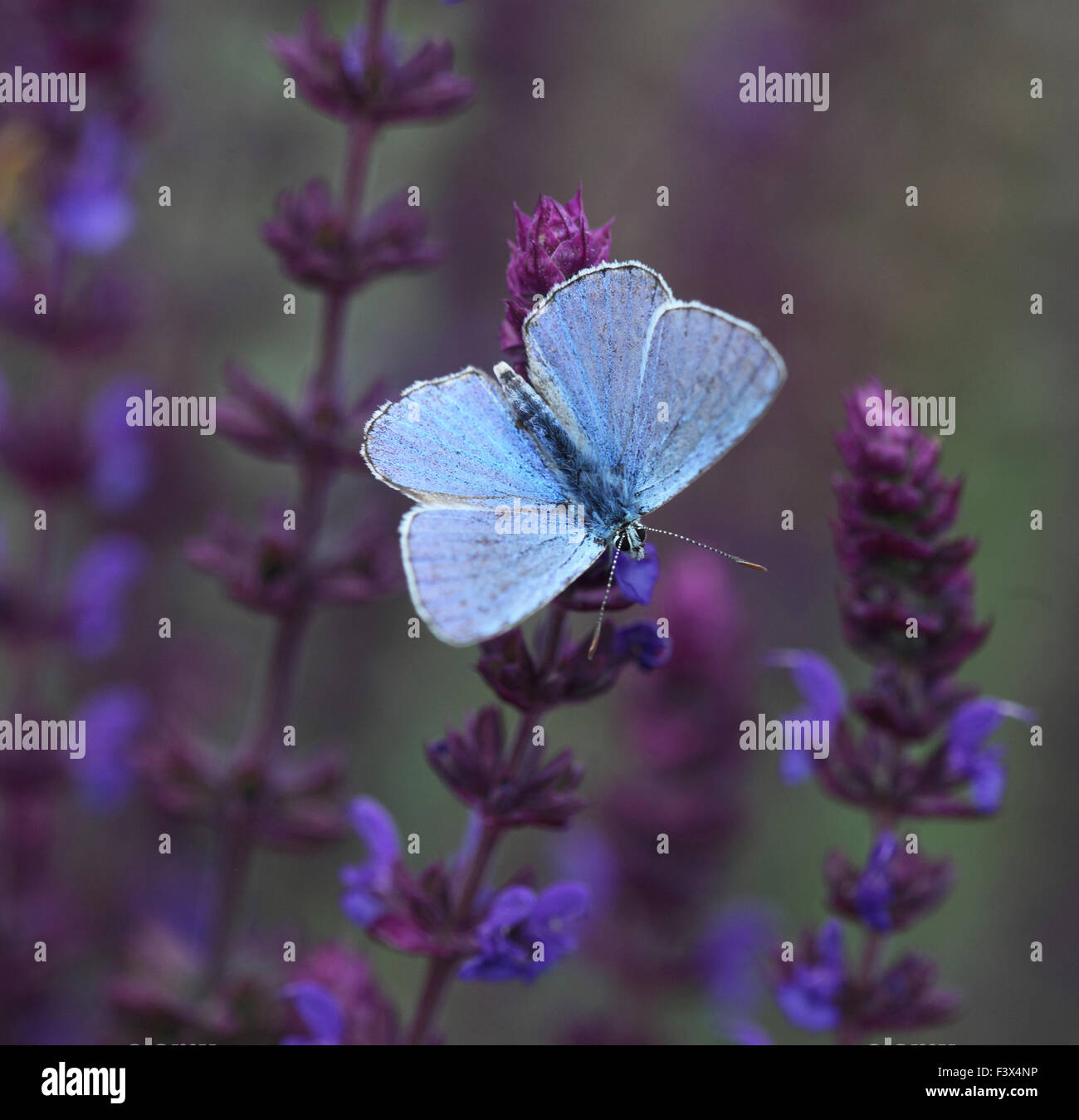 Se nourrir de la sauge sauvage ouvert ailes Hongrie Juin 2015 Banque D'Images