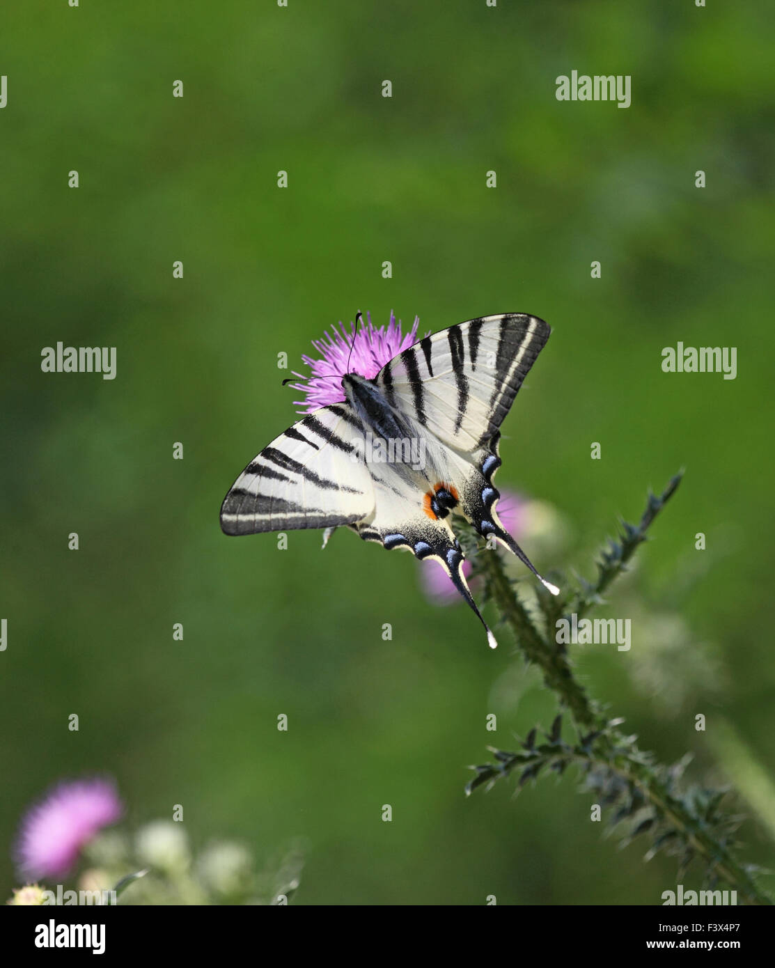 La prise de nectar de thistle Hongrie Juin 2015 Banque D'Images