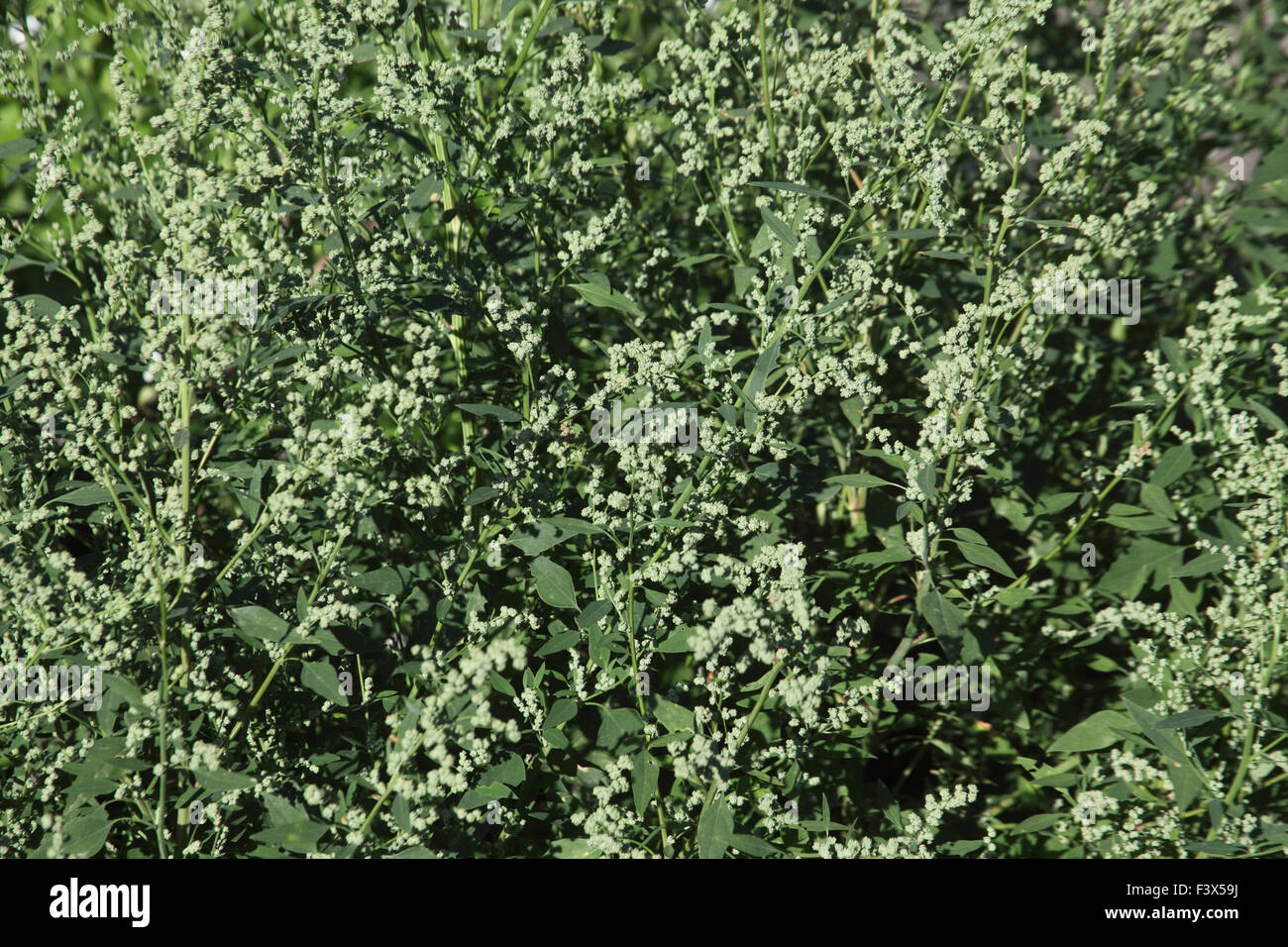 Poule gras Chenopodium album close up de plantes Banque D'Images
